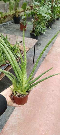  Aloe Vera Bitkisi -Sarı Sabır  15cm saksıda