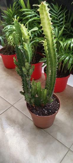 Euphorbia Trigona 50 cm (Afrika Süt Ağacı Kaktüs)