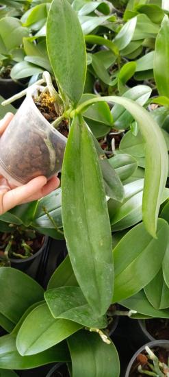 Çiçeksiz Orkide Fidesi Phal ‘Bubbles’ midi