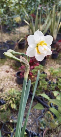 Narcissus tazetta (Nergis) KOKULU -SAKSIDA