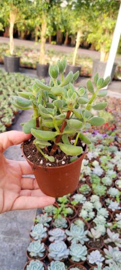 Crassula rogersii-Sukulent-8,5cm saksıda