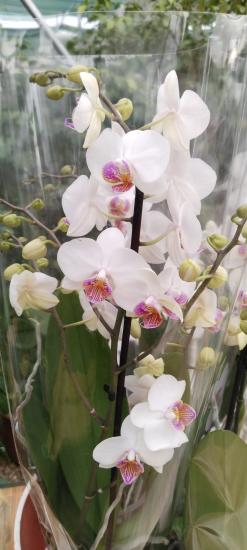 Canlı Orkide Çiçeği Büyük Boy Özel Renk