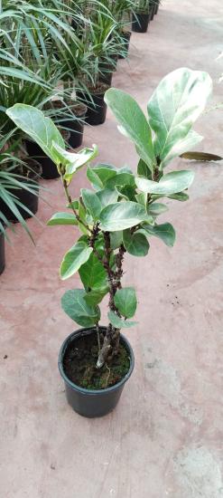 Keman Yapraklı Kauçuk (Ficus Lyrata) 50-80CM