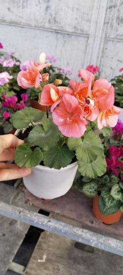 Sardunya Çiçeği-12cm Saksıda (6 Adet )