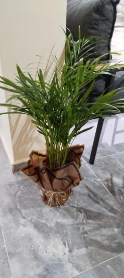 Areka Palmiyesi-areca Dypsis Lutescens 100-110cm