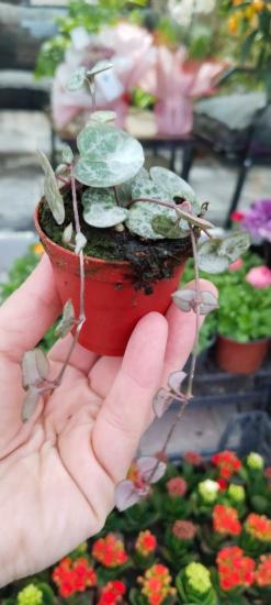 Ceropegia Woodii Kalp Kalbe Karşı Çiçeği Mini Boy 5,5 Cm Saksıda