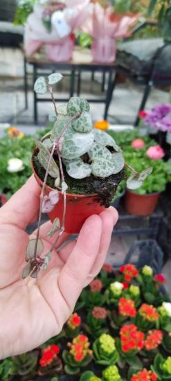 Ceropegia Woodii Kalp Kalbe Karşı Çiçeği Mini Boy 5,5 Cm Saksıda