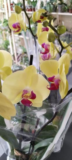 Çift Dal  Orkide Sarı 