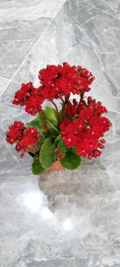 Kalanşo Çiçeği  Kırmızı Büyük Boy