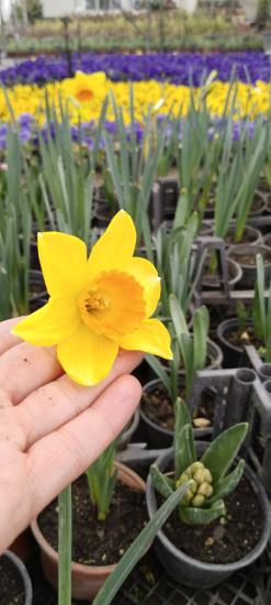 Narcissus tazetta (Nergis) KOKULU -SAKSIDA