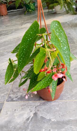 Söğüt Begonya Çiçeği 25 cm Begonia Coccinea Pink