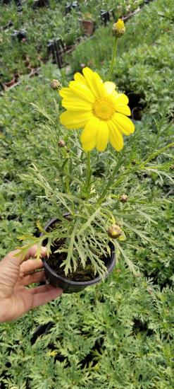 Çeşme Papatyası (Argyranthemum frutescens)