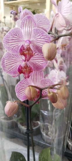 Canlı Orkide Çiçeği Fidesi 12cm Saksıda-Phalaenopsis -Büyük Boy