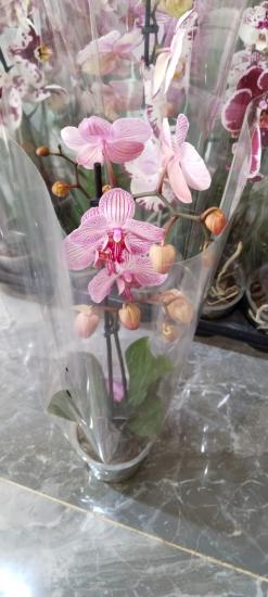Canlı Orkide Çiçeği Fidesi 12cm Saksıda-Phalaenopsis -Büyük Boy