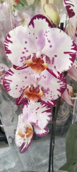 Canlı Orkide Çiçeği -Büyük Boy Özel Renk