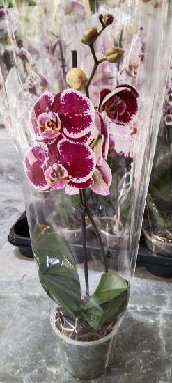 Canlı Orkide Çiçeği Büyük Boy