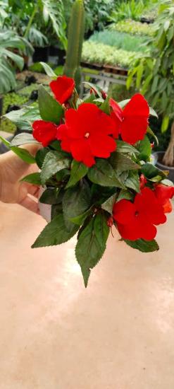 Cam Güzeli (Yeni Gine) çiçeği