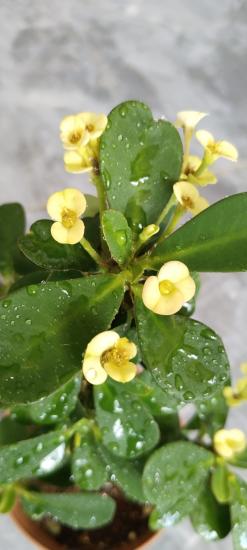 Dikenler Tacı Çiçeği (Euphorbia) Ortaboy