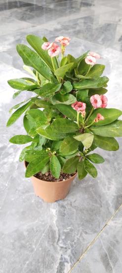 Dikenler Tacı Çiçeği (Euphorbia) Büyükboy