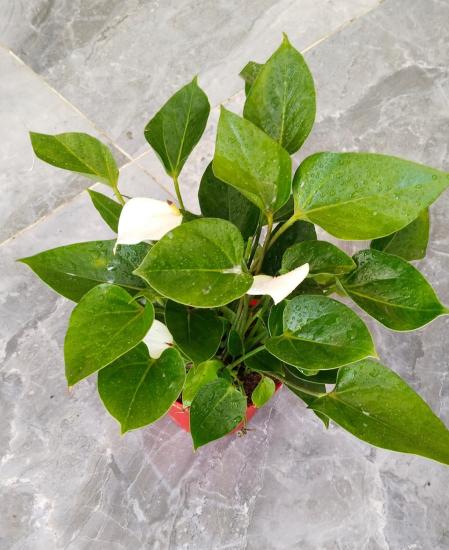Antoryum Saksı Çiçeği-Beyaz  BÜYÜK BOY