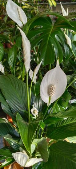 Barış Çiçeği -Yelken Çiçeği Beyaz 5cm saksıda
