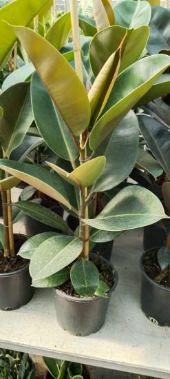 Ficus Elastica Robusta Yeşil Kauçuk Bitkisi 70-100 cm