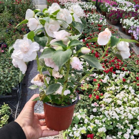 Katmerli Cam Güzeli .çiçeği -Beyaz