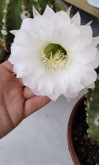 Echinopsis Subdenudata Kaktüs