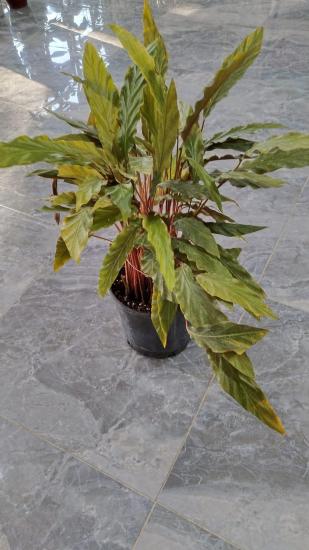 Yeşil - Mor Dua Çiçeği (Kalatya Rufibarba- Calathea Rufibarba) 24CM SAKSIDA