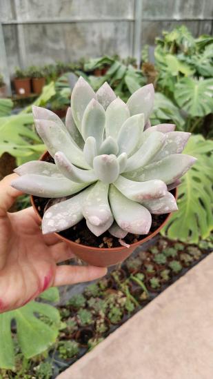 Echeveria Lauli Pudralı Yapraklar 5.5cm saksıda