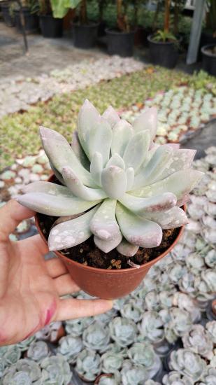 Echeveria Lauli Pudralı Yapraklar 5.5cm saksıda