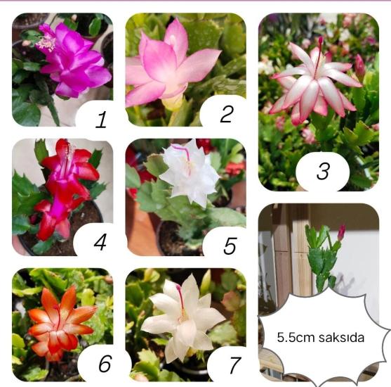 Yılbaşı Çiçeği- Schlumbergera - Yılbaşı Kaktüsü 