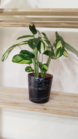 Calathea Ctenanthe Pilosa-12 cm saksıda