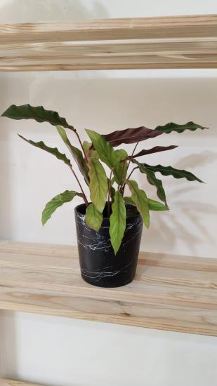 CALATHEA RUFİBARBA WAVESTAR KALATYA DUA ÇİÇEĞİ