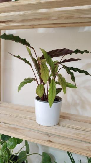 CALATHEA RUFİBARBA WAVESTAR KALATYA DUA ÇİÇEĞİ