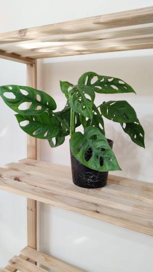 Monstera Adansonii-Monkey Mask-İthal 8.5cm saksıda