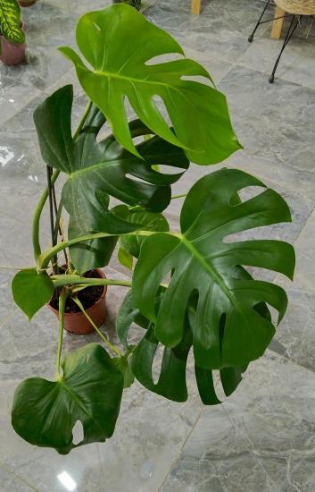 Deve Tabanı Bitkisi - Monstera Deliciosa-90-110 Cm 