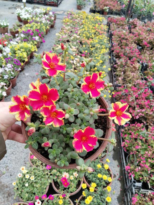 Portulaca%20Yubi%20(Semizotu%20Yapraklı%20İpek%20Çiçeği