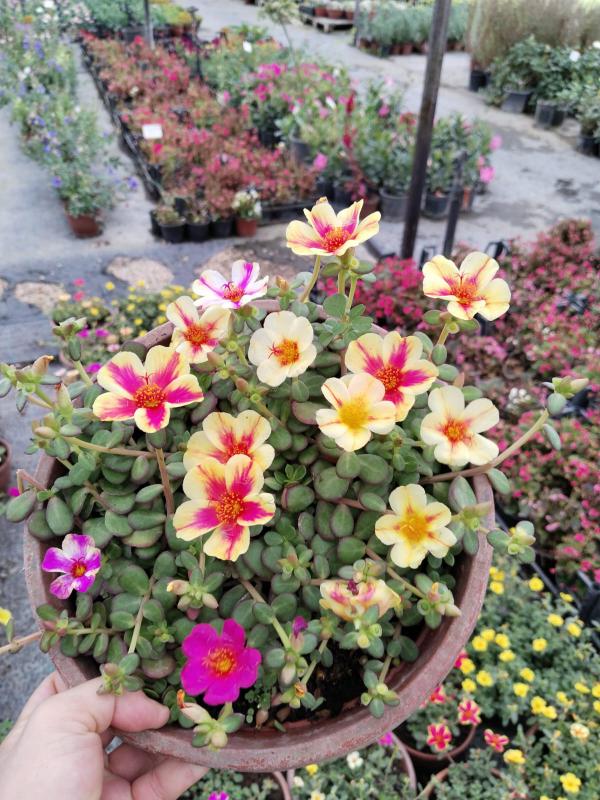 Portulaca%20Yubi%20(Semizotu%20Yapraklı%20İpek%20Çiçeği