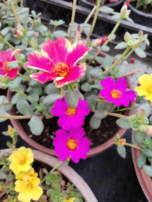 Portulaca%20Yubi%20(Semizotu%20Yapraklı%20İpek%20Çiçeği