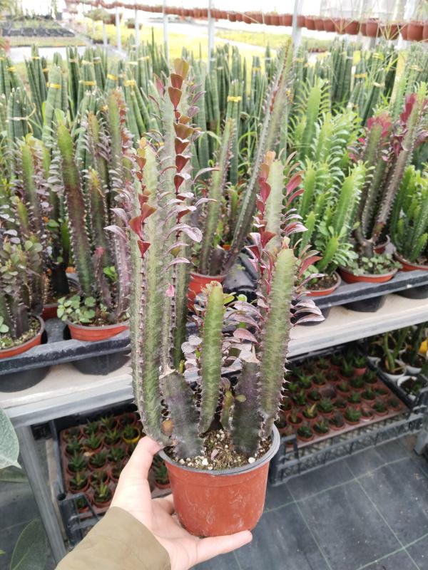 Euphorbia%20Trigona%20Rubra%20bordo%20(Süt%20Ağacı)40-50%20cm