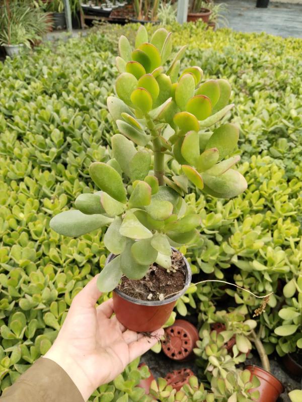 Crassula%20Ovata%20Sunset%20-%20Para%20Ağacı%20Büyükboy