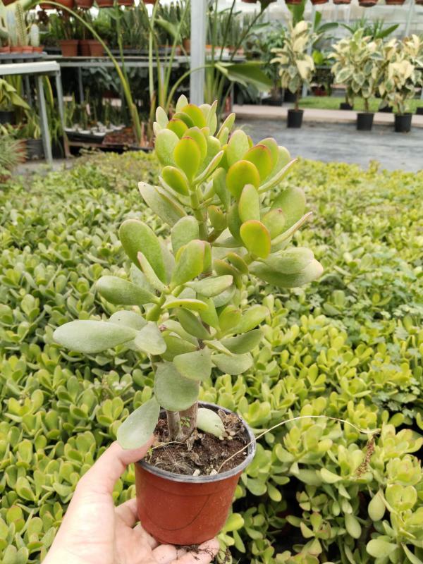 Crassula%20Ovata%20Sunset%20-%20Para%20Ağacı%20Büyükboy