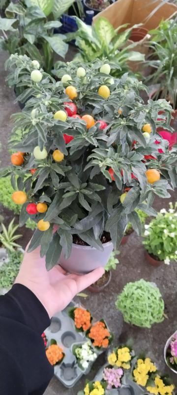 Kudüs%20kirazı%20(Solanum%20pseudocapsicum)