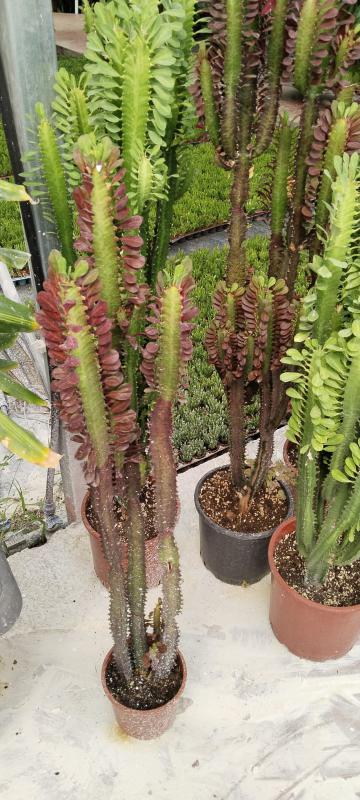 Euphorbia%20Trigona%20Rubra%20(Süt%20Ağacı)%20100-130%20cm