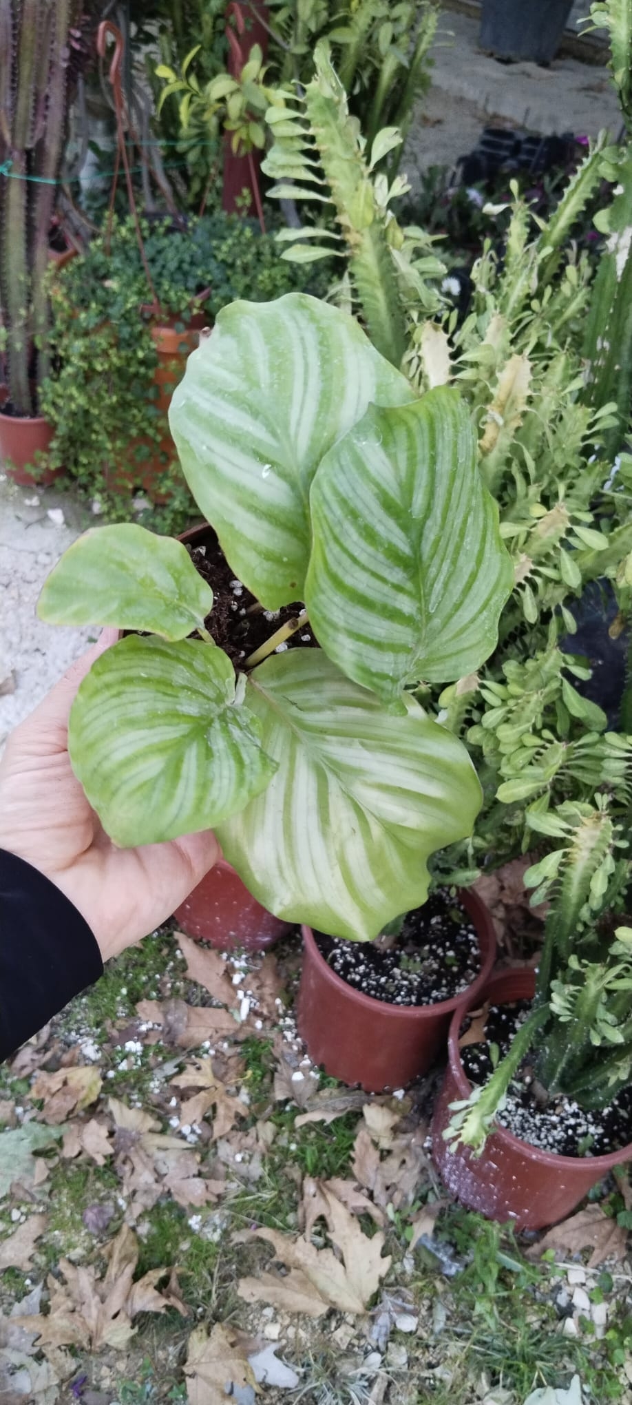 Calathea%20Orbifolia-ortaboy%2030cm