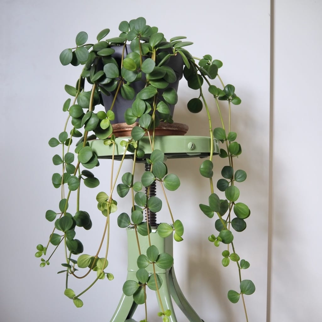 Peperomia%20Hope%20–%20Umut%20Bitkisi%2012cm%20saksı%20