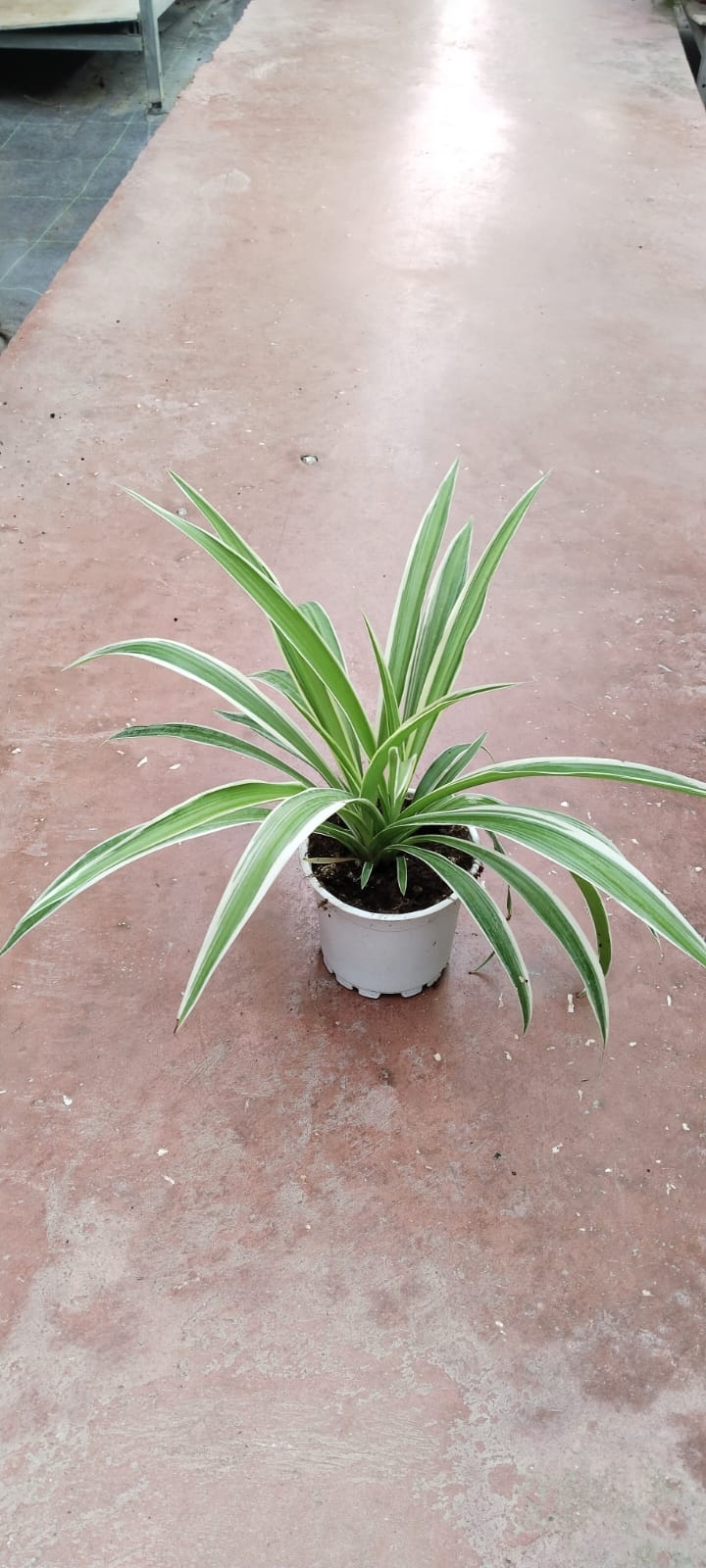 Kurdele%20Çiçeği%20(Chlorophytum%20Comosum)-15cm%20Saksıda