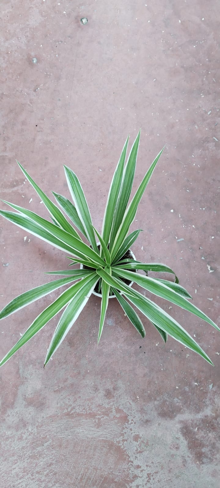 Kurdele%20Çiçeği%20(Chlorophytum%20Comosum)-15cm%20Saksıda