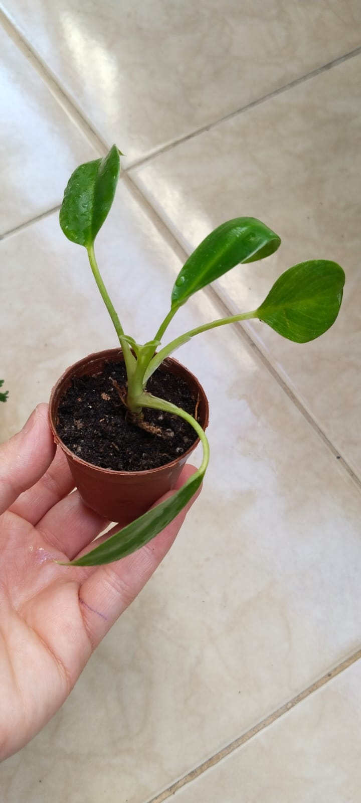 Philodendron%20Birkin